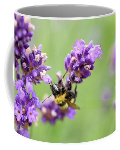 Bee Coffee Mug featuring the photograph Bee on Lavender 2 by Naomi Maya
