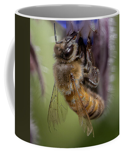 Honeybee Coffee Mug featuring the photograph Bee on Starflower by Cheri Freeman