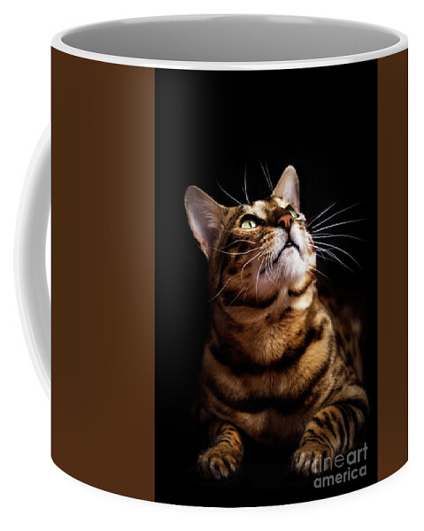 Cat Coffee Mug featuring the photograph Bengal cat portrait on black background. by Michal Bednarek