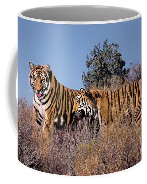 Bengal Tigers Coffee Mug featuring the photograph Bengal Tigers on a Grassy Hillside by Dave Welling