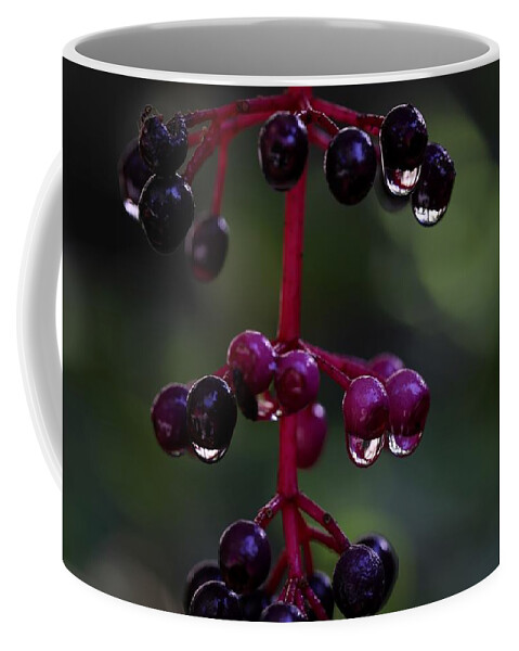 Rose Grape Coffee Mug featuring the photograph Rose Grape 2 by Mingming Jiang