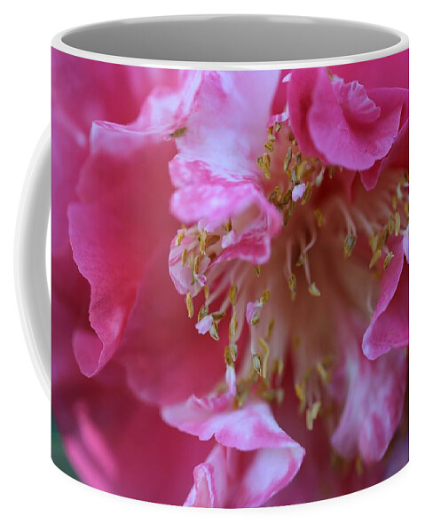 Camellia Coffee Mug featuring the photograph Bi-Color Camellia by Mingming Jiang