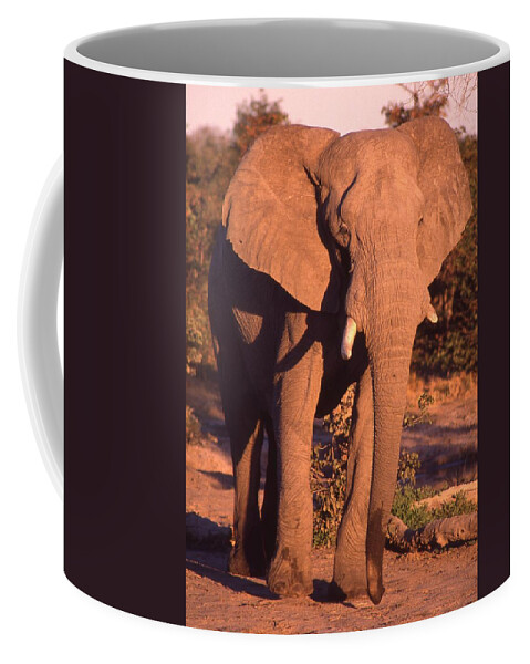 Africa Coffee Mug featuring the photograph Big Elephant Walking Toward You by Russel Considine