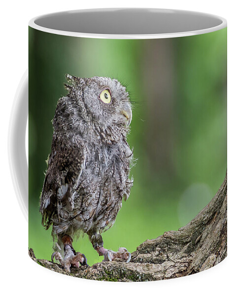 Raptors Owl Hawk Coffee Mug featuring the photograph Big eyes by Robert Miller
