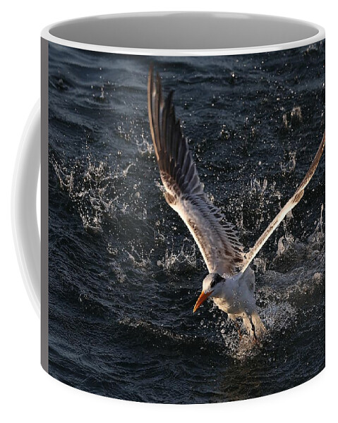 Royal Terns Coffee Mug featuring the photograph Big Splash by Mingming Jiang
