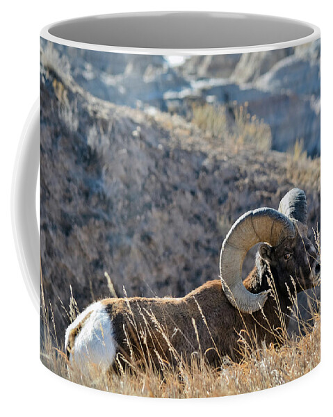 Bighorn Sheep Coffee Mug featuring the photograph Bighorn Sheep Badlands by Kyle Hanson