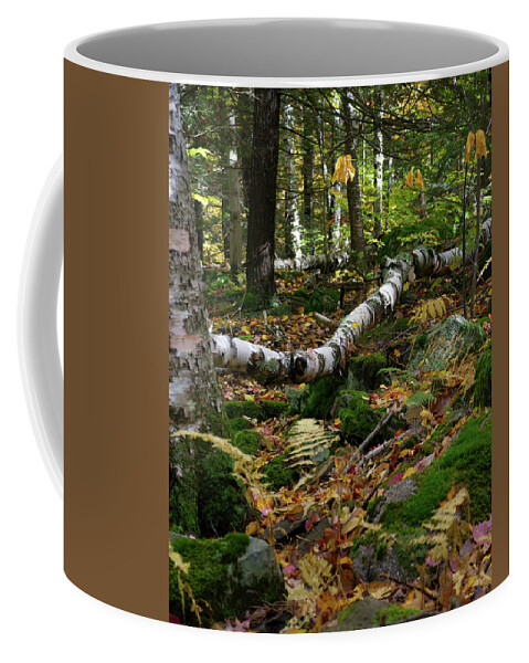 Woods Coffee Mug featuring the photograph Birch Tree Down In the Catskills by Flinn Hackett