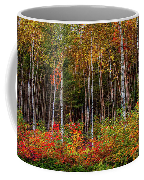 Maine Birch Trees Coffee Mug featuring the photograph Birch trees turn to gold by Jeff Folger