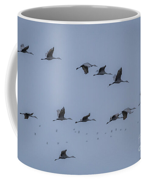 Sandhill Cranes Coffee Mug featuring the photograph Bird Migration by Amfmgirl Photography