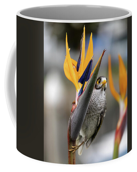 Floral Coffee Mug featuring the photograph Bird of Paradise and a Noisy Miner by Rick Nelson