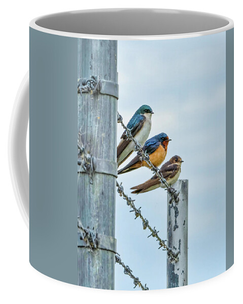 Swallow Coffee Mug featuring the photograph Birds of a Feather by Brad Bellisle