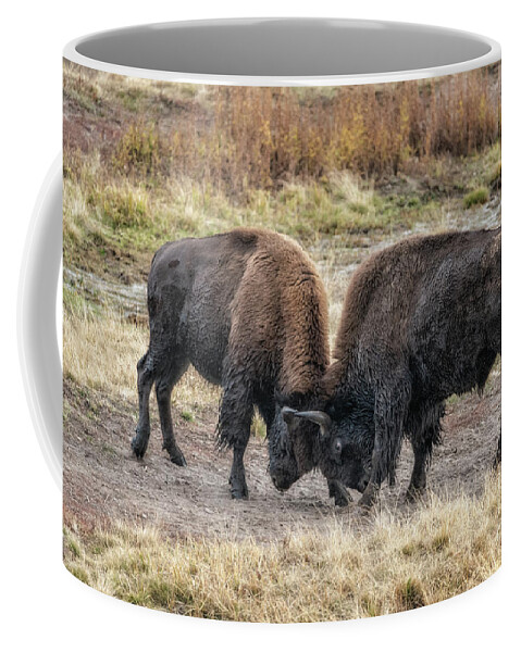 Yellowstone National Park Coffee Mug featuring the photograph Bison Bulls Practice Sparing by Al Andersen