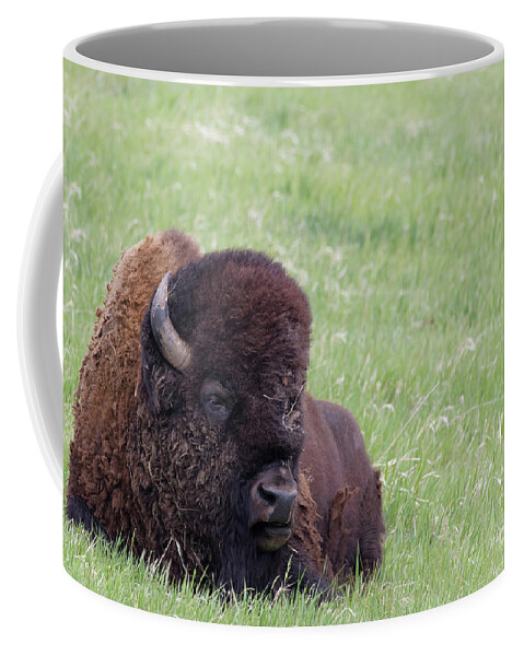 American Buffalo Coffee Mug featuring the photograph Bison Chill by Natural Focal Point Photography