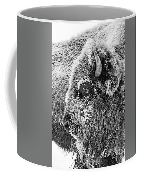 Bison Coffee Mug featuring the photograph Bison portrait by D Robert Franz