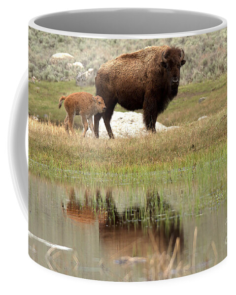 Yellowstone Coffee Mug featuring the photograph Bison Red Dog With A Wary Eye by Adam Jewell