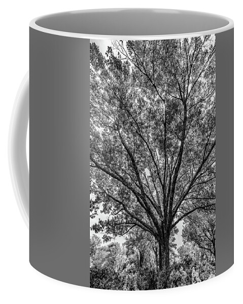 Cheekwood Coffee Mug featuring the photograph Black and White Tree The Cheekwood Estate and Gardens Nashville Tennessee by Dave Morgan