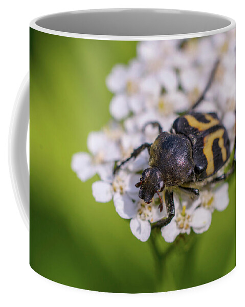 Nature Coffee Mug featuring the photograph Black-and-yellow bug enjoying flower nectar by Maria Dimitrova