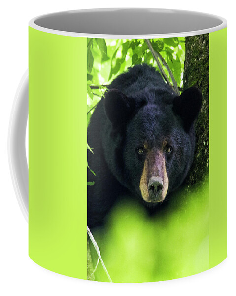 Bear Coffee Mug featuring the photograph Black Bear in the Croatan National Forest Near New Bern NC by Bob Decker