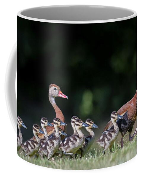 Black-bellied Whistling Duck Coffee Mug featuring the photograph Black-bellied whistling duck with its babies by Puttaswamy Ravishankar