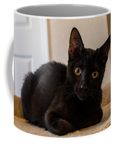 Cat Coffee Mug featuring the photograph Black Cat by Dart Humeston
