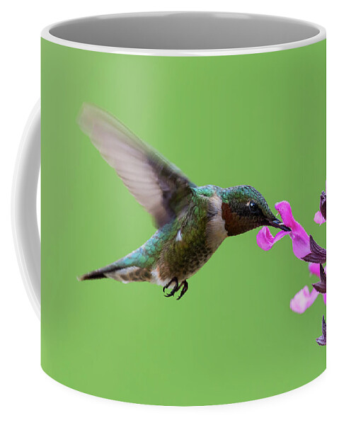 Black-chinned Hummingbird Coffee Mug featuring the photograph Male Black-chinned hummingbird in action by Puttaswamy Ravishankar