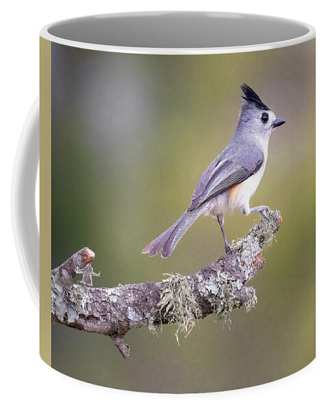 Titmouse Coffee Mug featuring the photograph Black-Crested Titmouse by Cheri Freeman