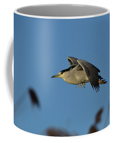 Black-crowned Night Heron Coffee Mug featuring the photograph Black-crowned night heron in Flight by Amazing Action Photo Video