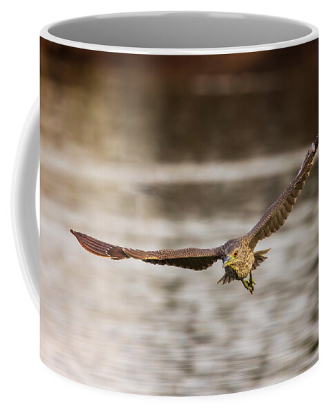 Arboretum Coffee Mug featuring the photograph Black-crowned Night Heron in Flight by Rick Furmanek