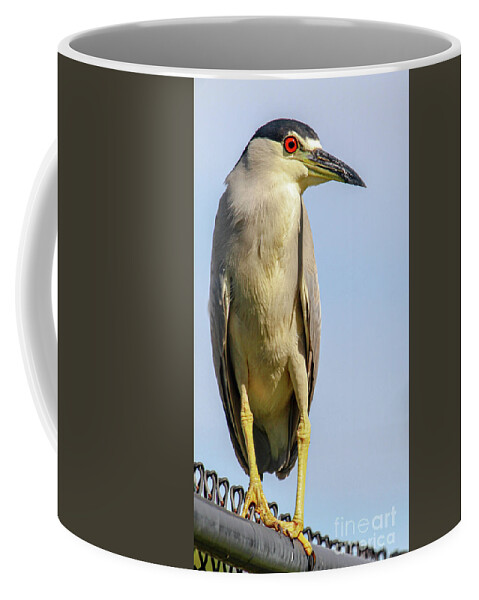 Heron Coffee Mug featuring the photograph Black Crowned Night Heron by Joanne Carey