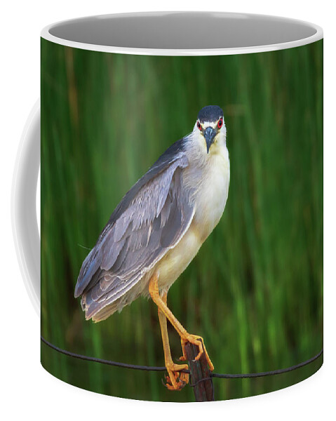 Heron Coffee Mug featuring the photograph Black Crowned Night Heron - Nebraska Sandhills by Susan Rissi Tregoning