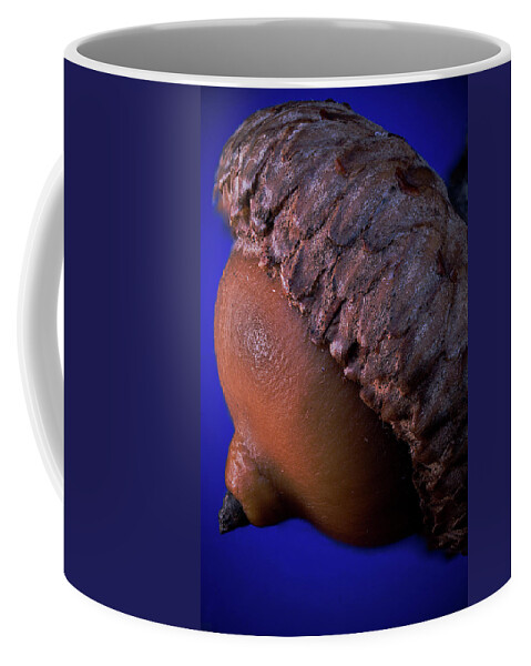 Quercus Velutina Coffee Mug featuring the photograph Black Oak Acorn by Daniel Reed