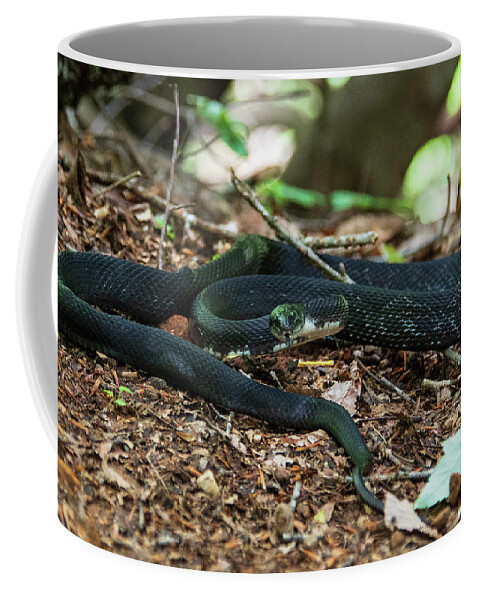 Brevard Coffee Mug featuring the photograph Black Rat Snake by Melissa Southern