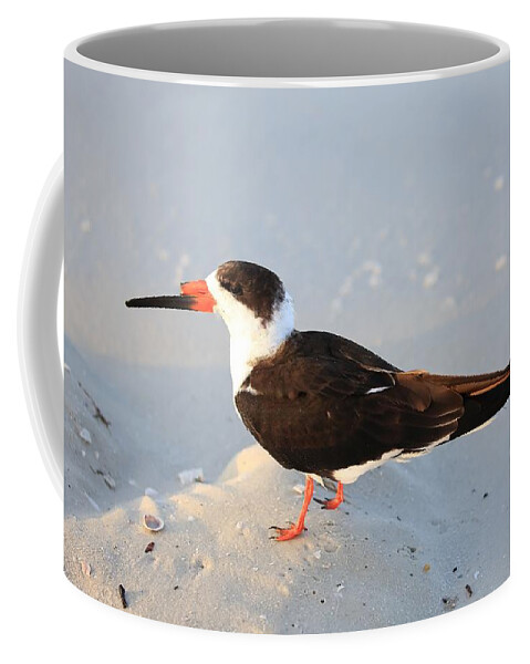 Black Skimmers Coffee Mug featuring the photograph Black Skimmer by Mingming Jiang