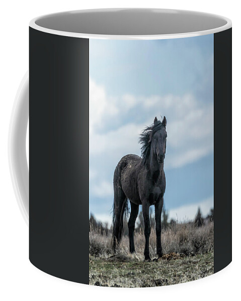 Harem Stallion Coffee Mug featuring the photograph Black Stallion from the South Steens Herd by Belinda Greb