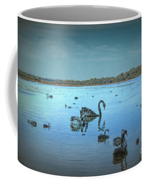 Lake Joondalup Coffee Mug featuring the photograph Black Swans on Lake Joondalup by Elaine Teague