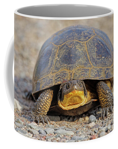 Turtle Coffee Mug featuring the photograph Blanding Turtle by Natural Focal Point Photography