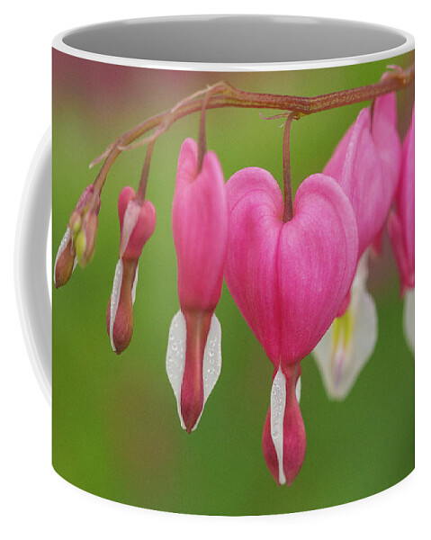 Bleeding Hearts Flower Coffee Mug featuring the photograph Bleeding Hearts by David Morehead