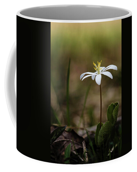 Bloodroot Coffee Mug featuring the photograph Bloodroot by Linda Shannon Morgan