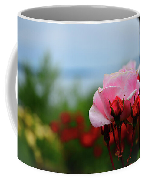 Pink Rose Coffee Mug featuring the photograph Blossoming Pink Rose by Spencer McDonald