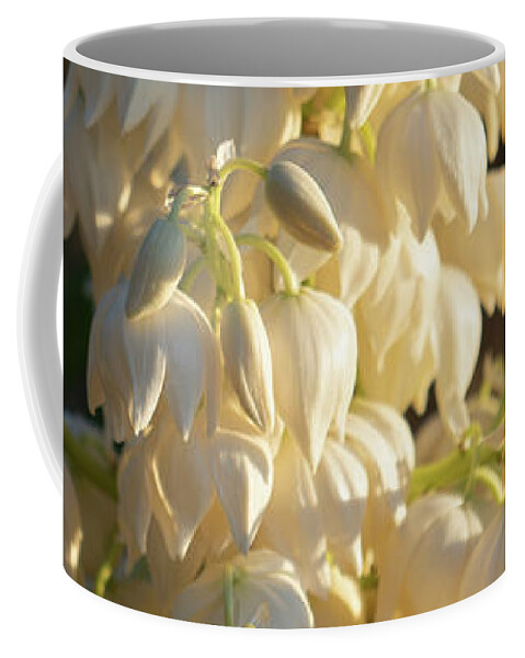 Yucca Palm Coffee Mug featuring the photograph Blossoms of a Yucca Palm in the golden sunlight 1 by Adriana Mueller