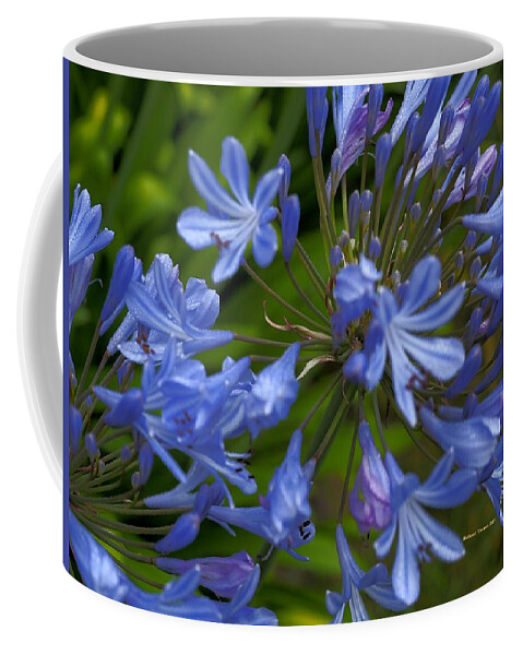 Botanical Coffee Mug featuring the photograph Blue Agapanthus by Richard Thomas