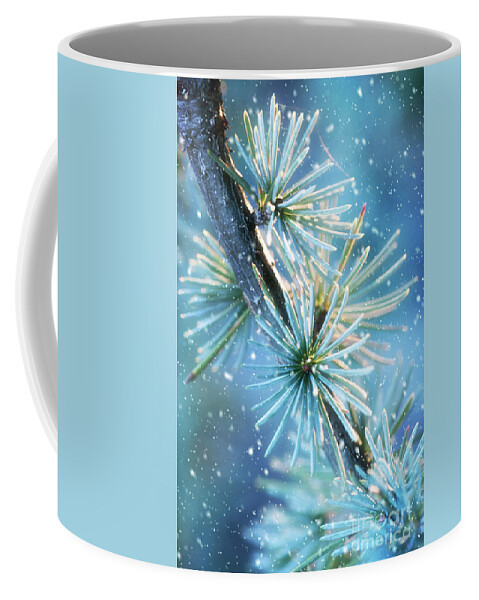 Public Gardens Coffee Mug featuring the photograph Blue Atlas Cedar Branch Dressed for Winter by Anita Pollak