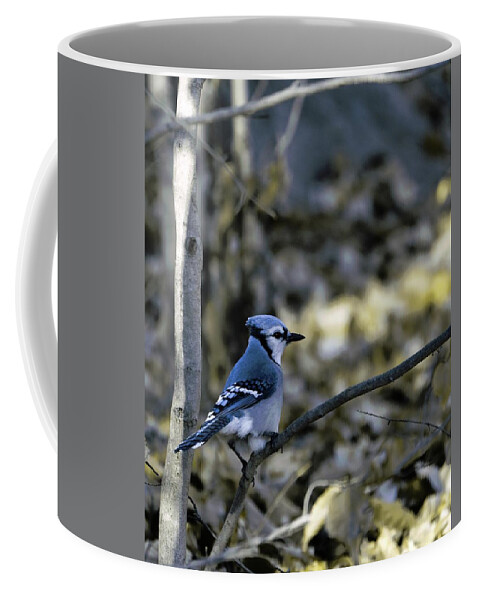 Animal Coffee Mug featuring the photograph Blue bird by Paul Ross