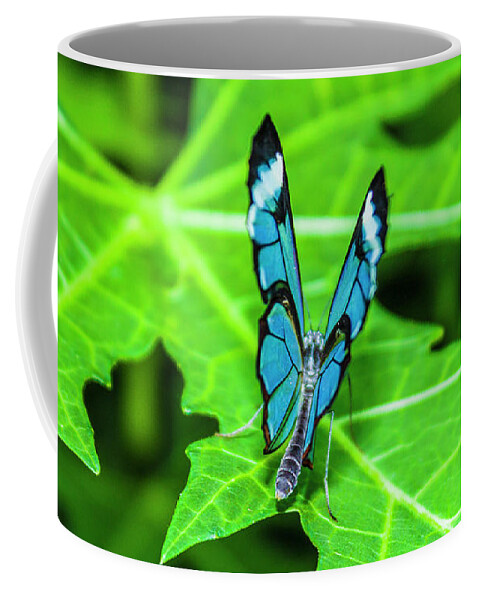 Butterflies Coffee Mug featuring the photograph Blue Butterfly by David Beechum