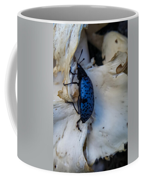 Blue Coffee Mug featuring the photograph Blue Fungus Beetle on Oyster Mushrooms by Bonny Puckett