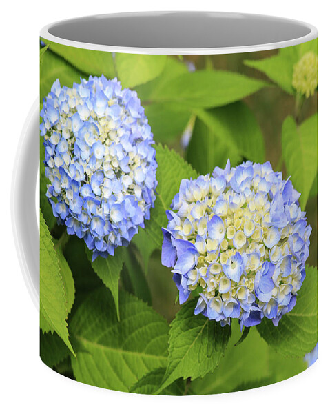 Colors Coffee Mug featuring the photograph Blue Hydrangea Deux by Tanya Owens