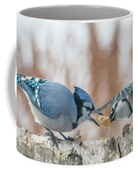 Blue Jays Coffee Mug featuring the photograph Blue Jay Battle by Patti Deters