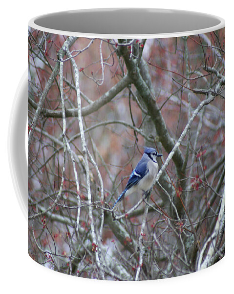  Coffee Mug featuring the photograph Blue Jay by Heather E Harman