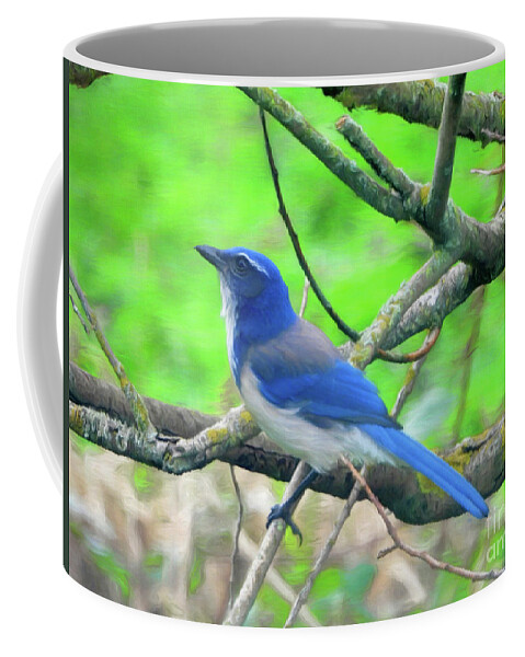  California Scrub-jay Coffee Mug featuring the photograph Blue Jay in Tree by Scott Cameron