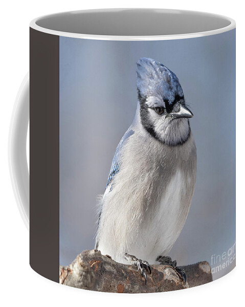  Coffee Mug featuring the photograph Blue Jay Sitting Pretty by Sandra Rust